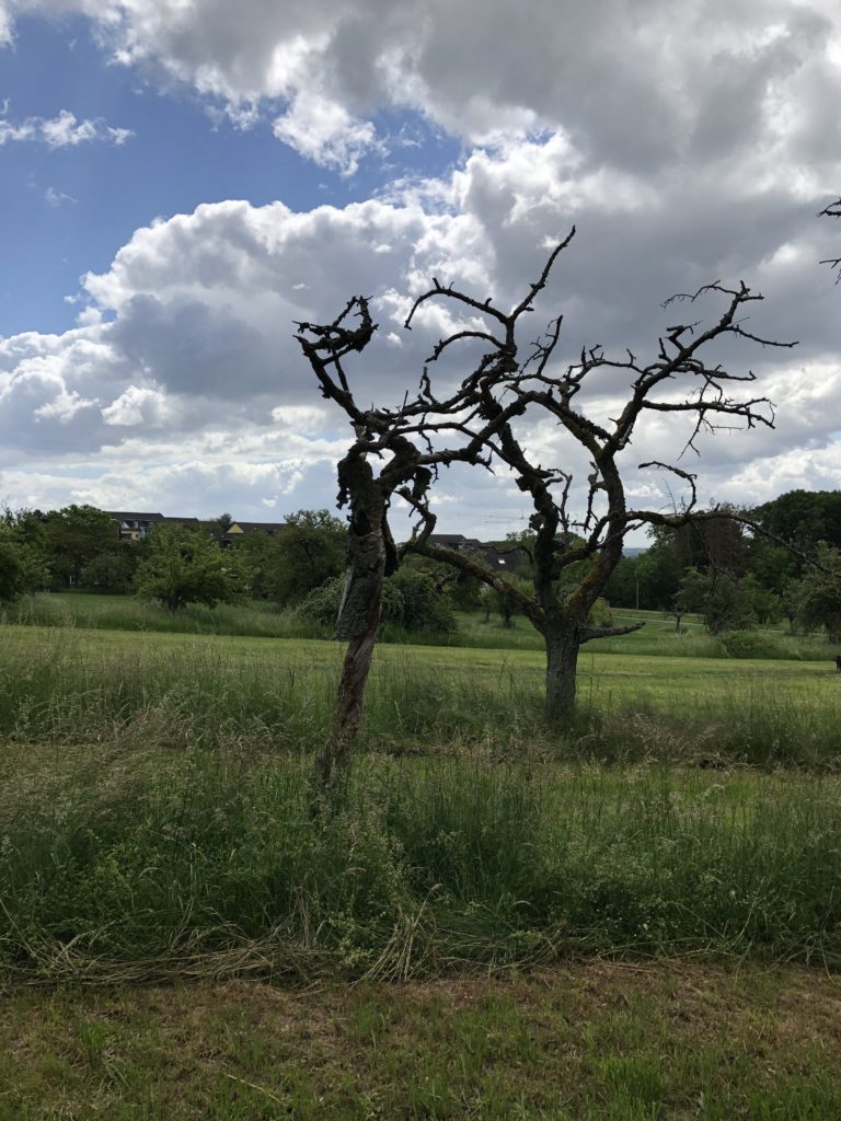 „Kahler Baum auf einer Wiese unter wolkigem Himmel.“
